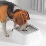 1.3 L Water Bowl Non-Slip