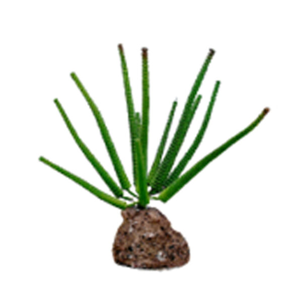 Tankii Aquarium Artificial Plant Flora Stone 10