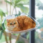 Solid Cat Window Bed for Cats and Kittens