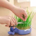 Soilless Planter for Hydroponics Cat Grass (Gray)