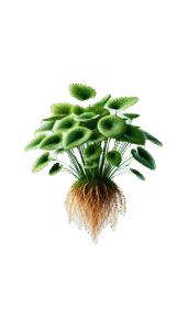 Tara Plant