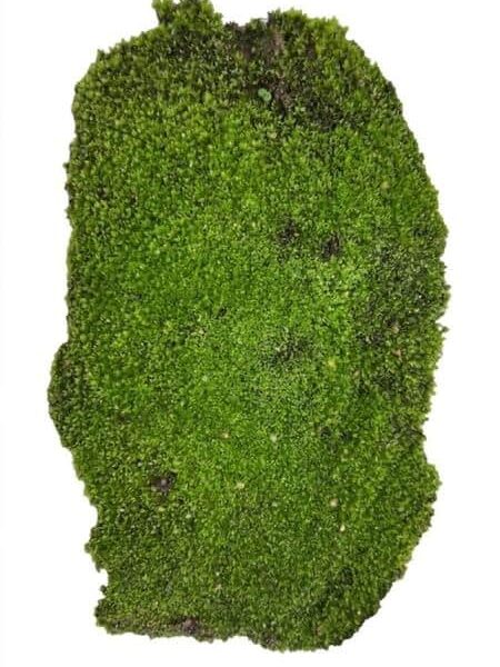 Land Cushion Moss Plant — Leucobryum glaucum