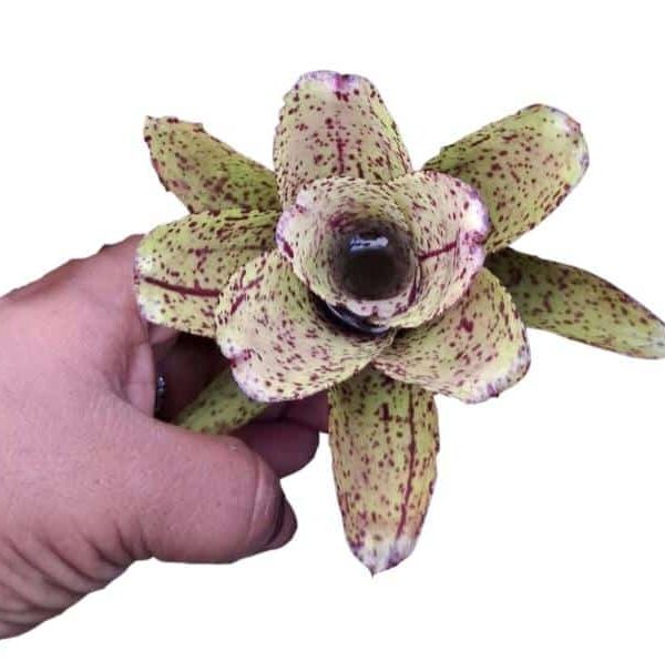 Neoregelia Orange Crush Plant — Neoregelia ‘Orange Crush’