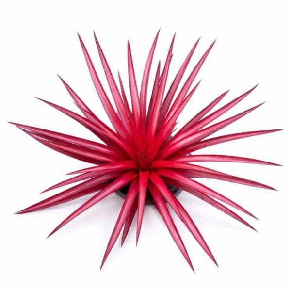 Bromeliad Firecracker Live Plant — Aechmea recurvata