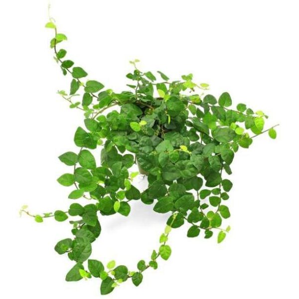 Pilea Cadierei Aluminium Plant — Pilea cadierei