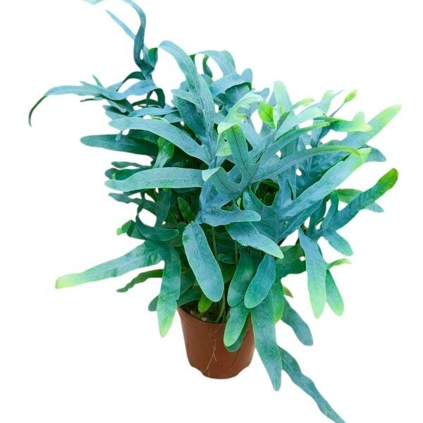 Hemionitis Arifolia Heart Fern Plant — Hemionitis arifolia