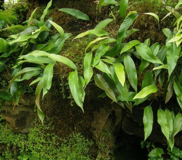 Pyrrosia Fern Live Plant — Pyrrosia lingua