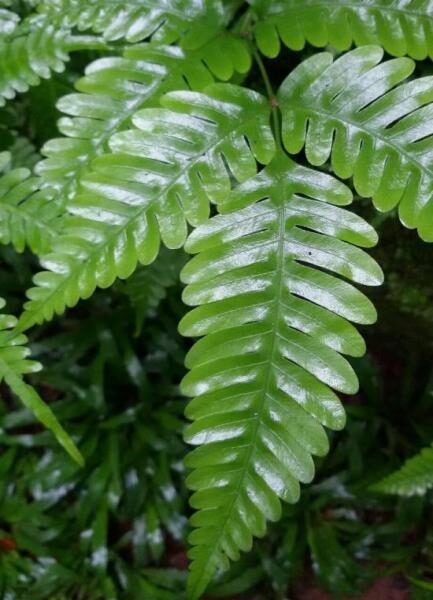 Pteris Cretica Fern Plant — Shaking Brake Fern
