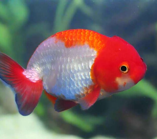 Red White Ranchu Goldfish Fish — Carassius auratus