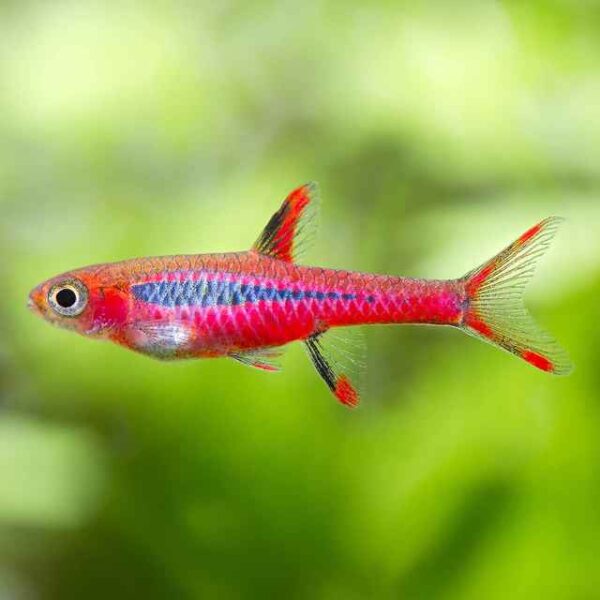 Mosquito Rasbora Live Fish — Boraras brigittae