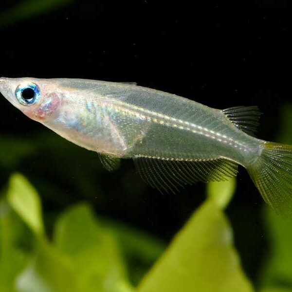 Javanese Rice Fish Aquarium — Oryzias javanicus