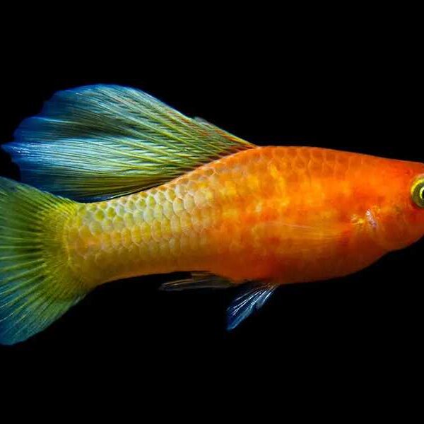 Tiger Endlers Guppy Fish — Poecilia wingei