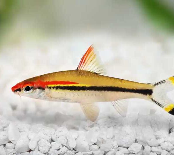 Red Line Torpedo Barb Fish — Sahyadria denisonii