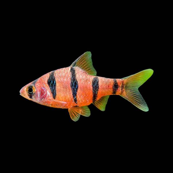 Five Banded Barb Fish — Desmopuntius pentazona