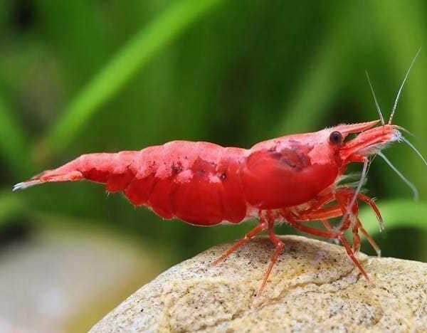 Red Cherry Shrimp Aquarium Pet — Neocaridina davidi