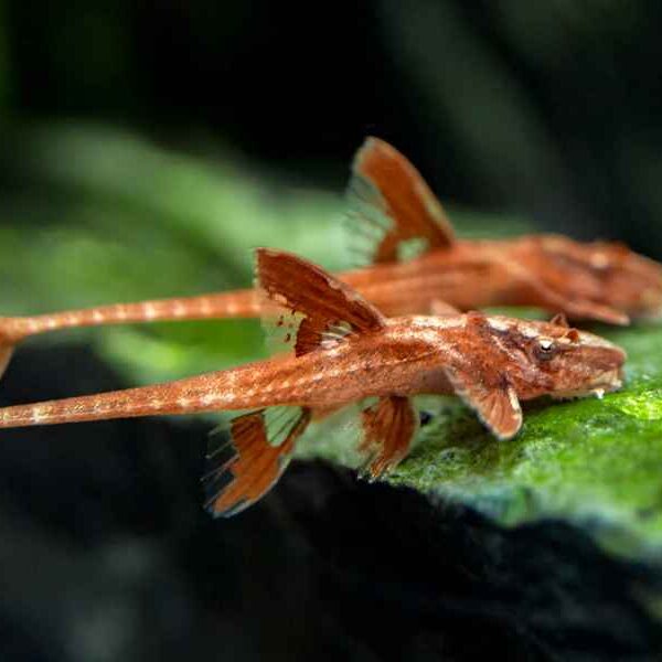 Red Lizard Whiptail Catfish — Rineloricaria sp.