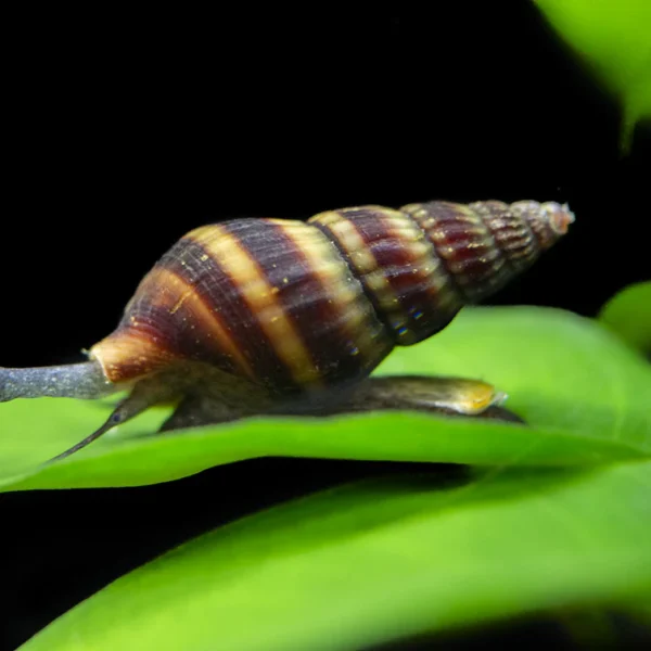 Assassin Snail Aquarium Pet — Clea helena